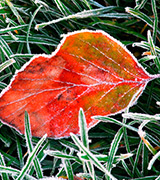 Frosted red leaf and grass.