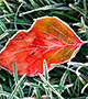 Frosted red leaf