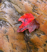 Red leaf on a brown stone.