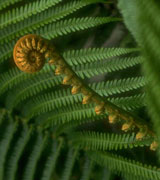 Close up photo of a curled green fern frond.