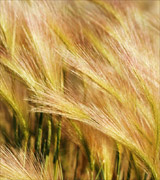 Close up photo of golden wheat bent and shining.