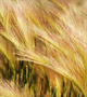 Stalks of wheat