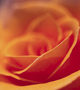 Close-up photo of an orange rose.