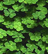 Photo of bright green clovers against a dark background.