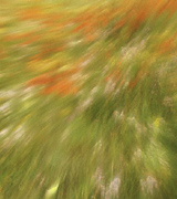 Blurred motion photo of a flowered meadow.