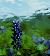 Blurred blue flowers against a watery background.