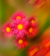 Blurred pink flowers.