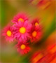 Blurred pink flowers
