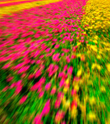 Blurred pink and yellow rows of tulips.