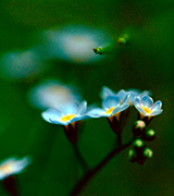 Blurred blue flowers.