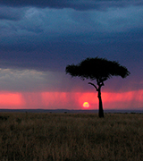 Rain at sunset over an African tree and plains.