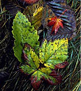 Photo of multi-colored fall leaves nestled together.