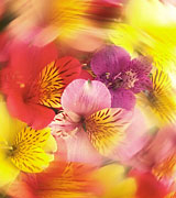 Blurred photo of a brightly-colored floral bouquet spinning in a circle.