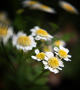 Blurred photo of daisies.