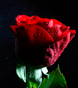 Red rose against a black background