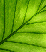 Close up photo of a bright green leaf.