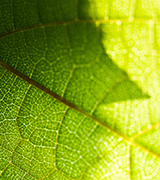 Close up photo of a bright green leaf.