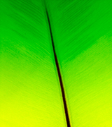 Close up photo of a bright green leaf.