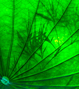 Close up photo of a lotus leaf.