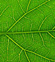 Veins in a green leaf