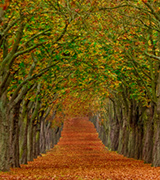 Leaf-strewn path between arched rows of trees in autumn.