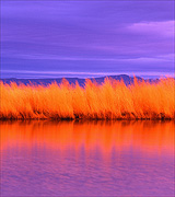 Photo of orange grasses reflected in a violet lake against a blue-violet sky.