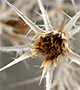 Pale dry thistle