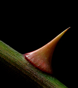 Brown thorn on a green stem against a black background.