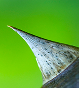 Sharp gray thorn against a green background.