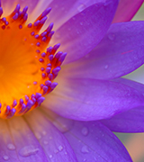 Close up of a purple lotus with a yellow-orange center.