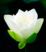 Luminous white lotus blossom.