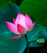 Pink lotus just beginning to open.