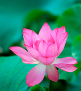 Luminous pink lotus blossom.