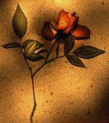 Photo of a red rose against a shadowed wall.