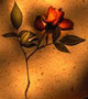 Dried rose