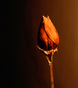 Dried rose against a dark background.