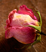 Dried rose.