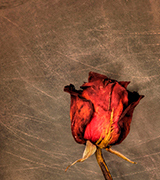 Dried rose on a scratched surface.