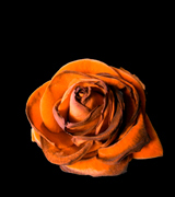 Dried rose against a dark background.