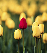Photo of a single red tulip in a field of yellow tulips.