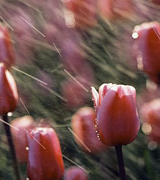 Photo of pink tulips in a spring shower.