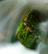 Stream flowing past a mossy rock.