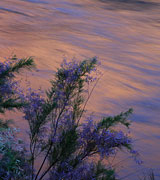 Photo of flowers at sunset next to a smooth-flowing river