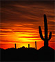 Desert cactus at sunset