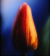Closeup photo of a closed orange tulip with dewdrops against a blurred blue background.