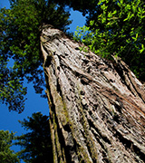 Looking up towards the top of a giant redwood tree.