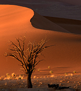 Desert tree at sunset.