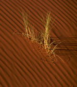 Grass growing on a sand dune.