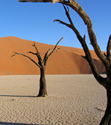 Bare trees in the Namib desert.