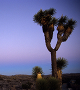 Joshua tree at sunset.